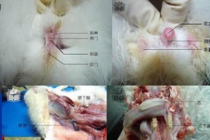 家兔饲养管理技术——疾病预防的关键（养家兔需注意的疾病预防知识，帮助您的宠物兔子健康成长）