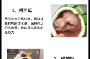 狗狗呕吐拉稀频繁喝水可能的原因及处理方法（保护你的爱宠免受不适影响，了解和处理狗狗呕吐拉稀问题）