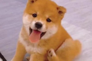 柴犬洗澡频率有讲究吗？（探讨柴犬洗澡的最佳频率）