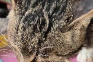 如何照顾没有牙齿的猫咪（关爱无牙猫咪，给它们健康和快乐的生活）