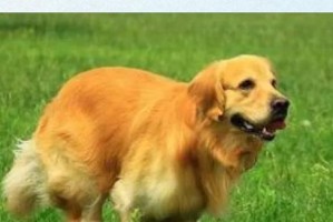 小金毛犬的日常运动需求（探究小金毛犬每天运动的时间和方法）