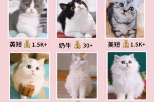 新手养猫必备物品大揭秘（准备好这些，你就是合格的铲屎官了）