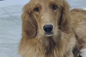 幼犬金毛的驱虫周期（宝贝金毛驱虫，关爱从幼年开始）