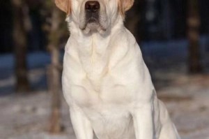 拉布拉多犬的身高发育特点（探究拉布拉多犬身高增长的关键时期与因素）