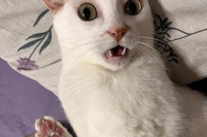 以吃米饭的猫活多久？（探究饮食对猫寿命的影响）