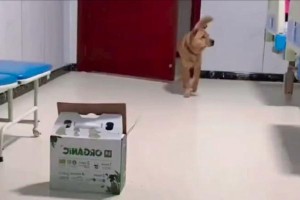 狗病了怎么办？寻找合适的医院是关键！（为您推荐值得信赖的宠物医院，保护您的爱犬健康！）