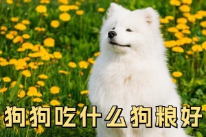 如何选择适合比格幼犬的狗粮（以比格幼犬为主食的狗粮选购指南）