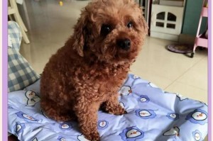 狗狗肚子痛的原因及处理方法（揭秘狗狗肚子痛的常见原因及有效应对方法）