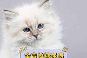 猫咪也会得糖尿病吗？（猫咪患上糖尿病的症状及预防措施）