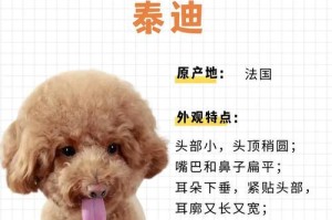 贵宾犬小体的体重一般是多少？（揭秘贵宾犬小体的体重范围及影响因素）