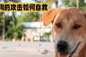 狗爱攻击（以狗为武器的恶意攻击，了解背后的原因和预防方法）