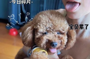 泰迪犬的喂养注意事项（每天喂养频次和注意事项的关键）