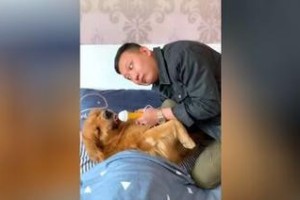 幼犬为什么会打呼噜？（探讨幼犬打呼噜的原因及解决方法）