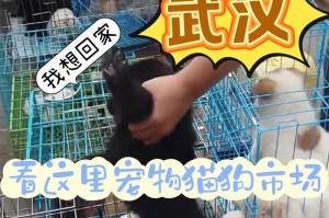 探寻武汉宠物店的多样魅力（发现武汉宠物店的奇妙世界）