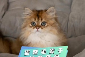 探究猫背上的毛为何变硬（揭秘猫背上毛发变硬的原因及解决办法）