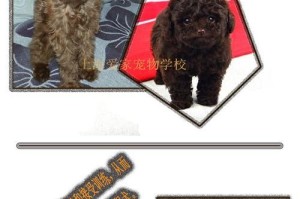 贵宾犬（了解贵宾犬的成长过程和特点）