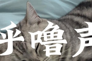 揭秘猫咪的声音语言（从喵喵到嗯嗯，猫咪发出的声音究竟代表什么？）