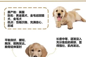 养好一只金毛犬的完全指南（了解金毛犬的需求与训练技巧，成为慈爱而负责任的主人）