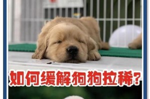 如何判断狗狗拉稀？五个办法轻松恢复肠道健康