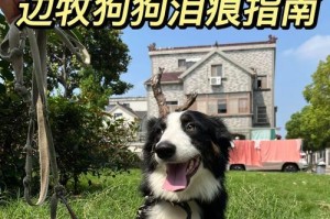 边境牧羊犬幼犬的管理与养护（培养健康、活泼的边境牧羊犬幼犬）