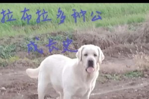 拉布拉多犬成长需要多长时间？（探究拉布拉多犬的成长周期及关键因素）