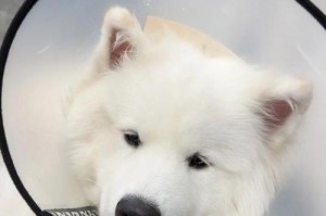 狗狗肠胃病的原因、困难治疗和高昂费用（探究狗狗肠胃病的成因以及治疗方法的难题）