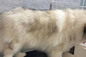 如何科学喂养和照顾成年阿拉斯加犬（掌握喂养频率和技巧，打造健康快乐的宠物生活）