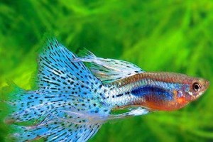 热带鱼（探索热带鱼的多样性与生态保护）