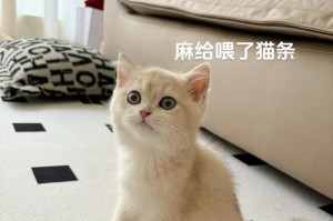 猫咪生小猫注意事项（为了猫咪和小猫的健康，这些你需要知道）