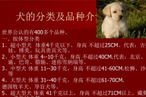 深受喜爱的6种宠物犬最新价格标准