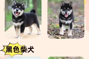 成年柴犬的教养之道（如何让成年柴犬变得温顺听话）