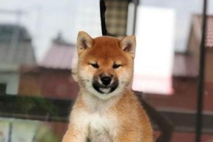 狗的驱虫和疫苗（细说狗的驱虫和疫苗，提供全面指导和建议）