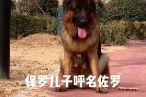 探究德国牧羊犬的血统历史（了解德国牧羊犬的祖先和品种演变）