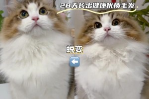 猫咪怀孕期间掉毛的原因及注意事项（了解猫咪怀孕期间的毛发变化及如何照顾）