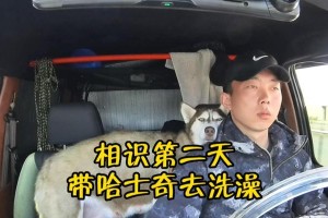 哈士奇出生后多久可以洗澡？（了解哈士奇洗澡的最佳时间和方法）