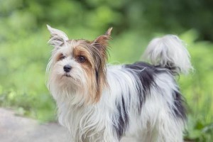 约克夏犬多久可以出去散步？（了解约克夏犬适宜的外出时间和注意事项）
