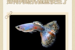 孔雀鱼的生产周期观察（探寻孔雀鱼生产的时间间隔和行为特征）
