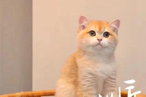 如何选择合适的加菲猫作为宠物（从品种到性格，全面指南助您挑选理想加菲猫）