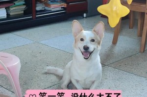 令人忍俊不禁的笑声（发自内心的欢乐——一起探索那些会笑的狗）