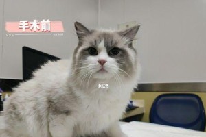 公猫绝育后摘项圈的最佳时间（关于公猫绝育手术后多久可以摘下项圈的时间安排）