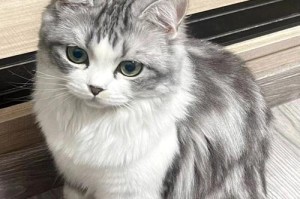 揭秘宠物店不会告诉你的便宜又好养的猫（四种猫种，你可能从未听说过）