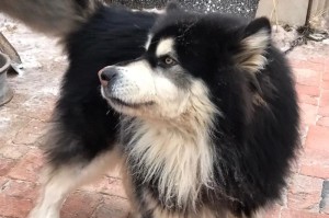 探索阿拉斯加（揭示阿拉斯加的缺点与挑战）
