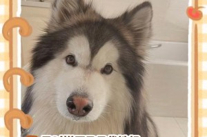 狗狗抛腹产后的疼痛时长及护理指南（详解狗狗抛腹产术后的疼痛情况和有效缓解方法）