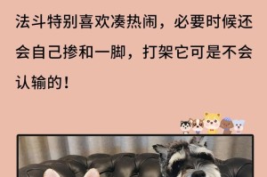 法斗刚到家的注意事项（新家庭成员的适应与照顾）