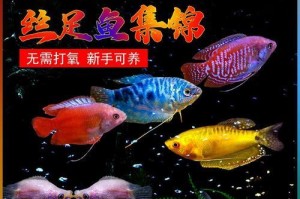 曼龙鱼（以便宜的价格，拥有养育曼龙鱼的乐趣）