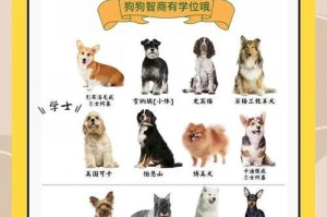 狗界智商天花板（盘点十种聪明绝顶的狗狗品种，边牧永不缺席）