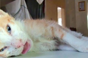 为什么猫挨打会抽搐？（揭秘猫咪被打时的神经反应机制）