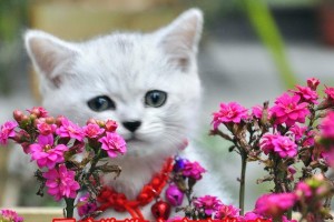 英国短毛猫孕期的时长及注意事项（了解孕猫期间的变化和照顾要点）