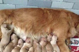 母狗生完小狗后的虫治疗（什么时候开始进行打虫是正确的？）