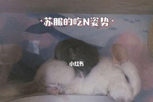 龙猫幼崽喂养奶的方法（了解龙猫幼崽的喂养需求，让它们健康成长）